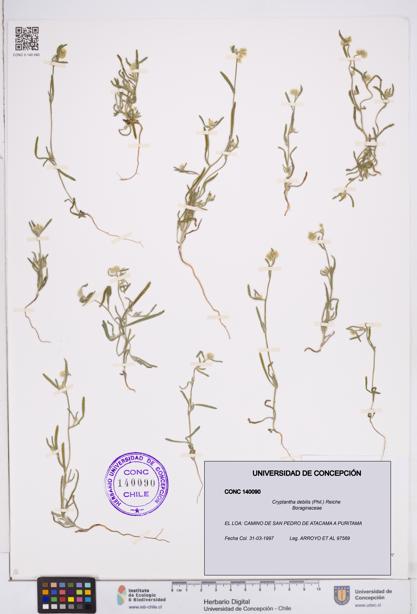 Cryptantha debilis [Espécimen: ]