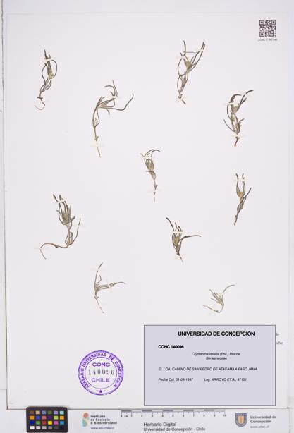 Cryptantha debilis [Espécimen: ]