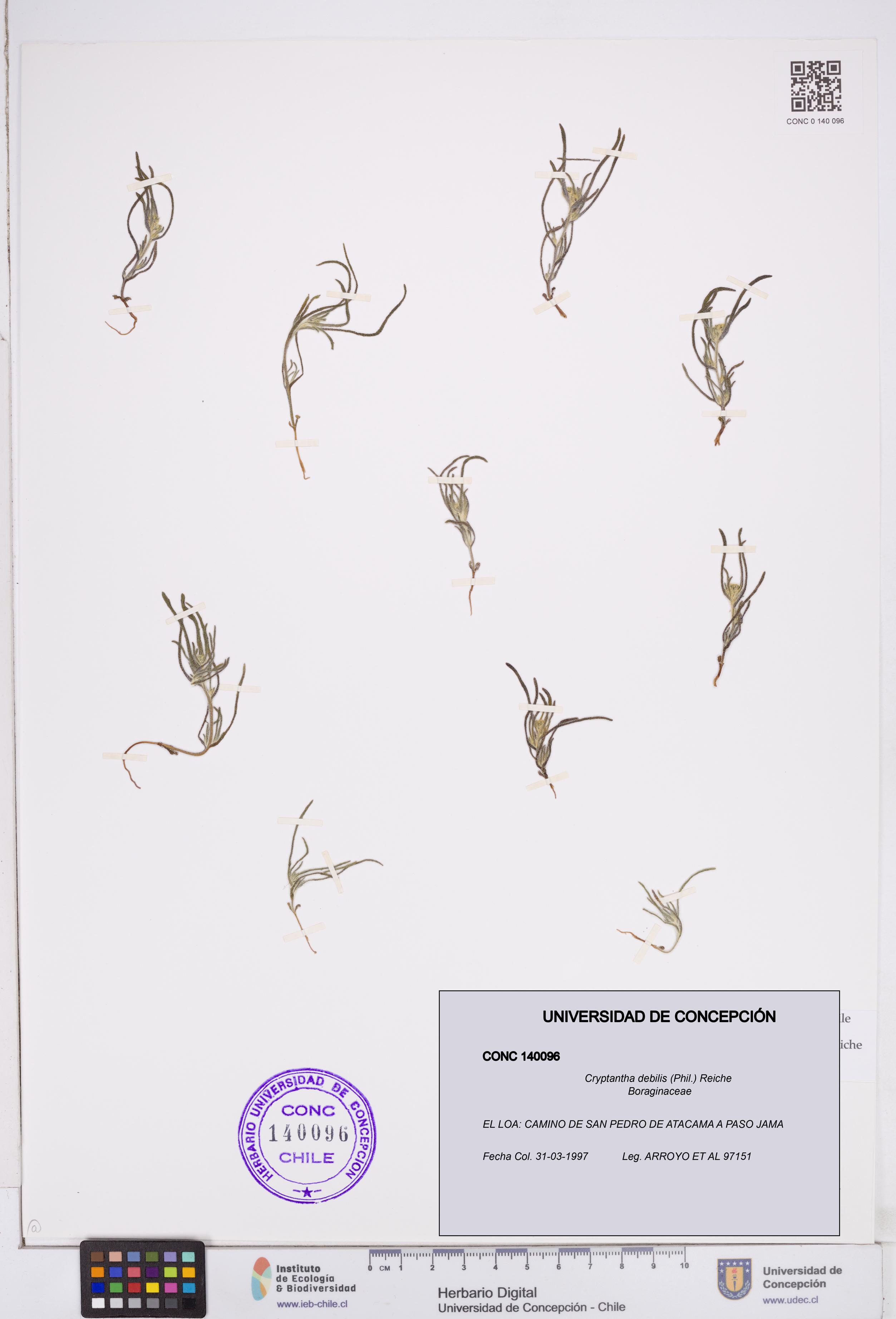 Cryptantha debilis [Espécimen: ]