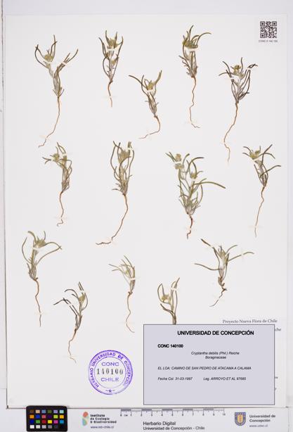 Cryptantha debilis [Espécimen: ]