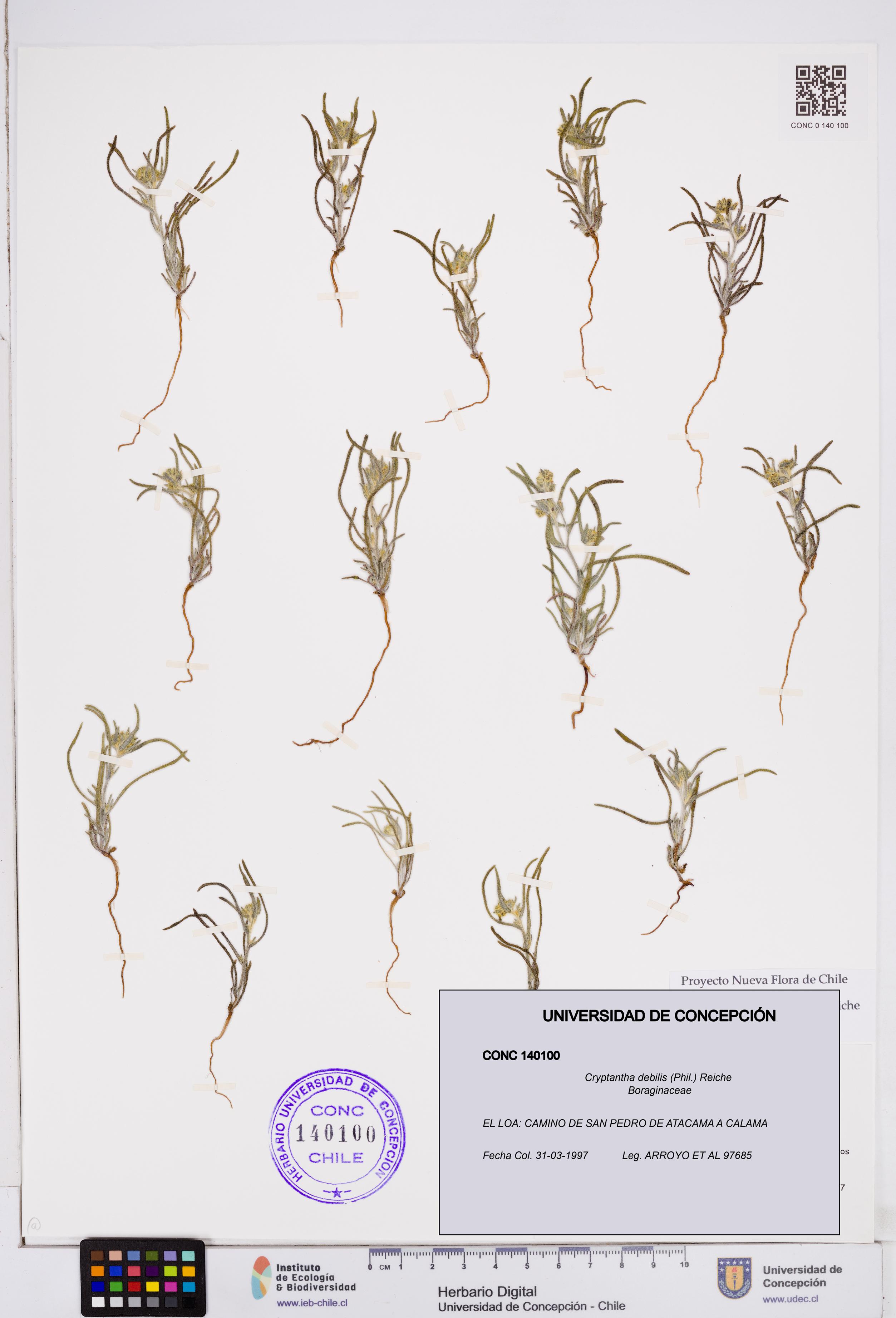 Cryptantha debilis [Espécimen: ]