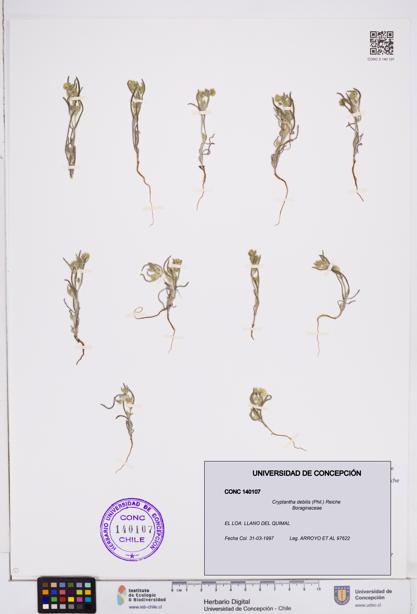Cryptantha debilis [Espécimen: ]