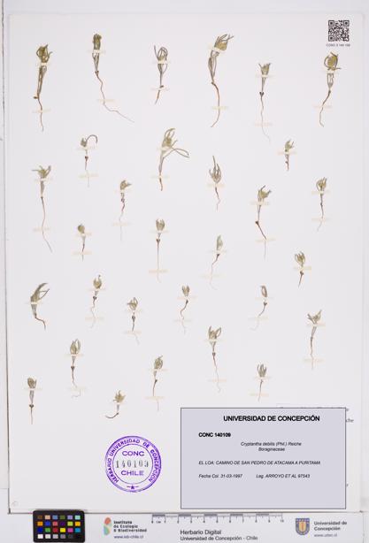 Cryptantha debilis [Espécimen: ]