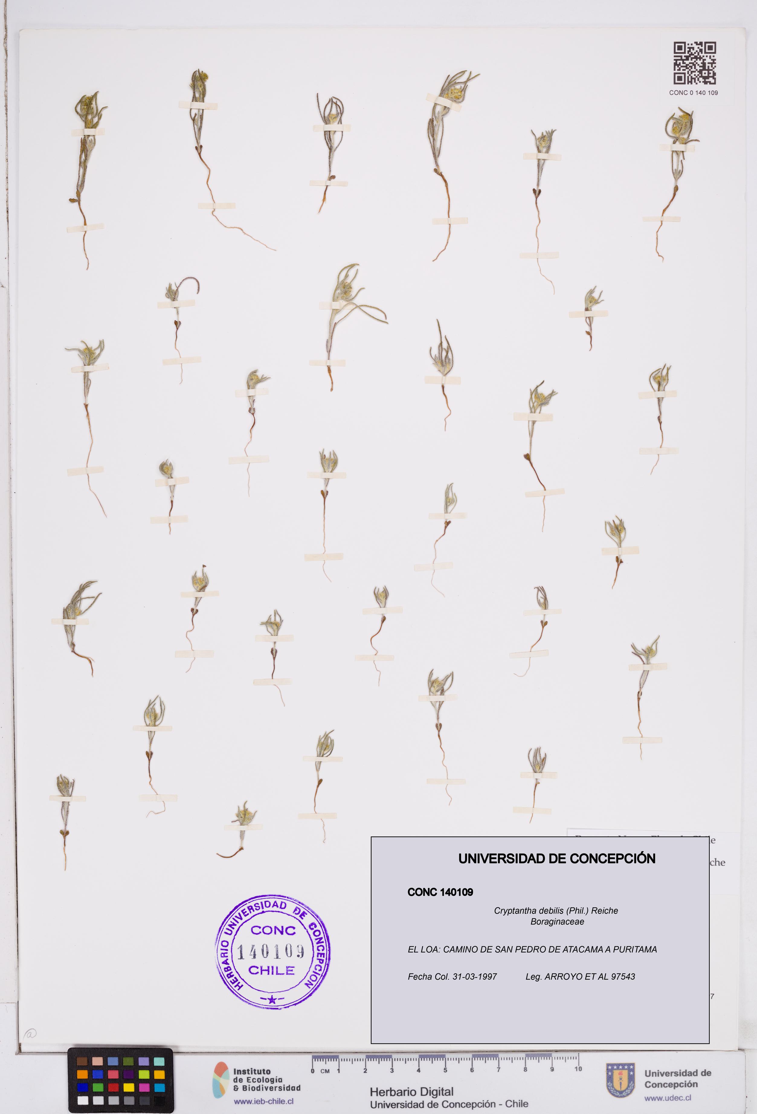 Cryptantha debilis [Espécimen: ]