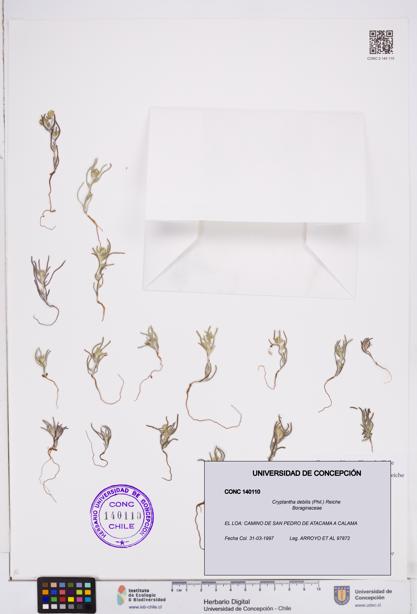 Cryptantha debilis [Espécimen: ]