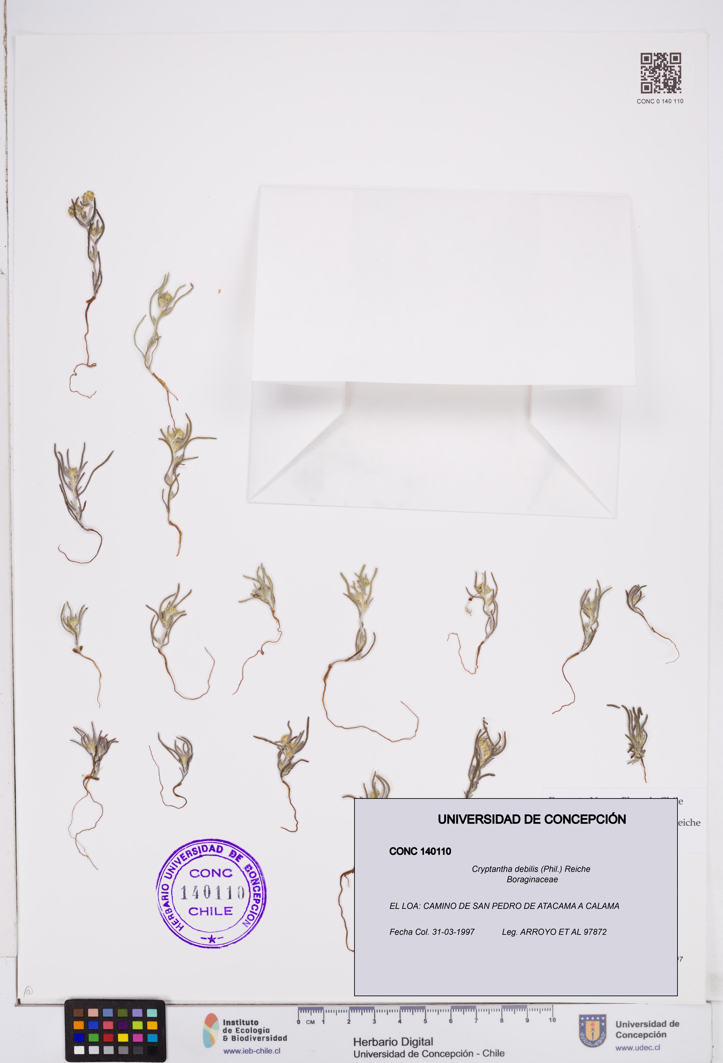 Cryptantha debilis [Espécimen: ]