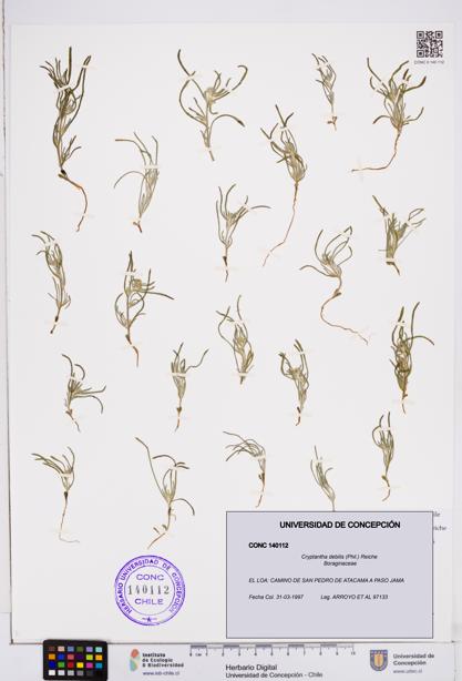 Cryptantha debilis [Espécimen: ]