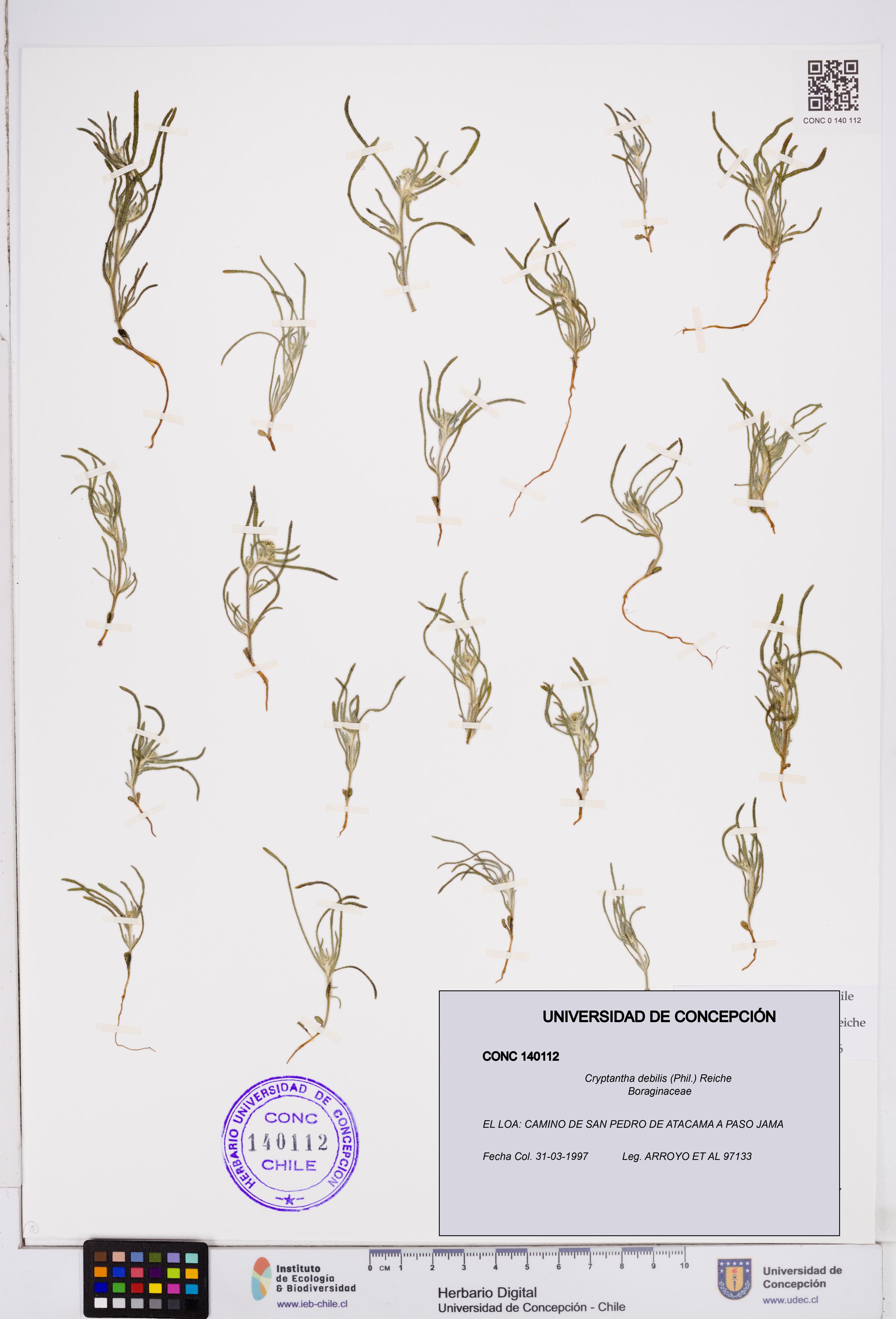 Cryptantha debilis [Espécimen: ]