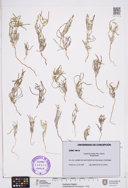 Cryptantha debilis [Espécimen: ]