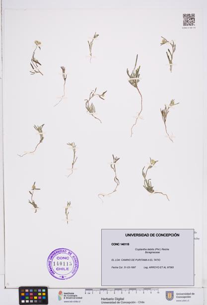 Cryptantha debilis [Espécimen: ]