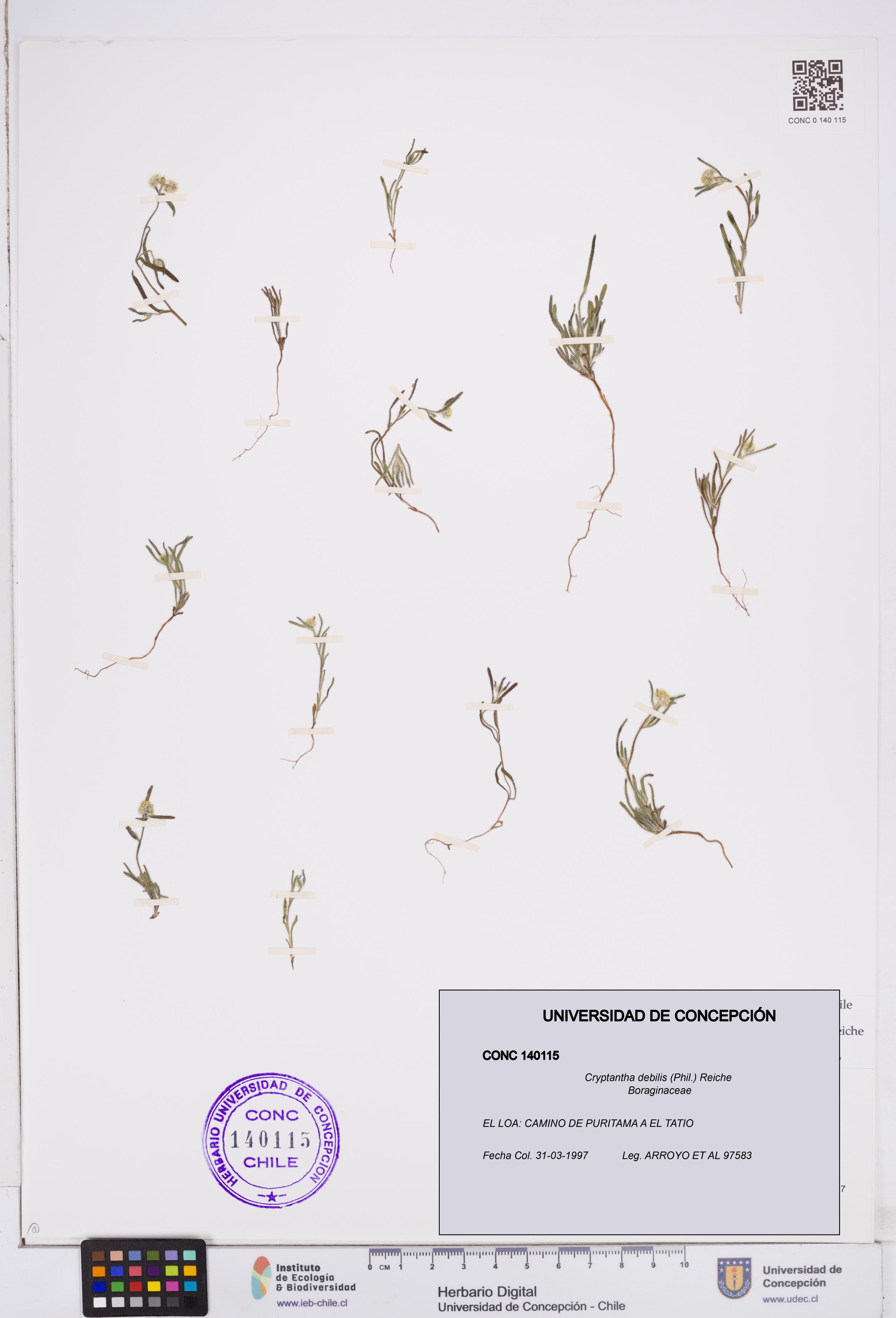 Cryptantha debilis [Espécimen: ]