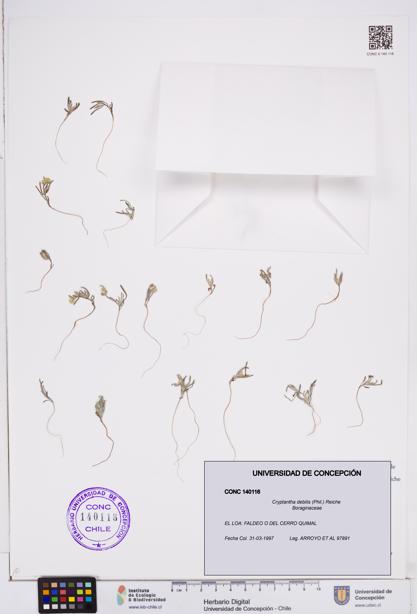Cryptantha debilis [Espécimen: ]