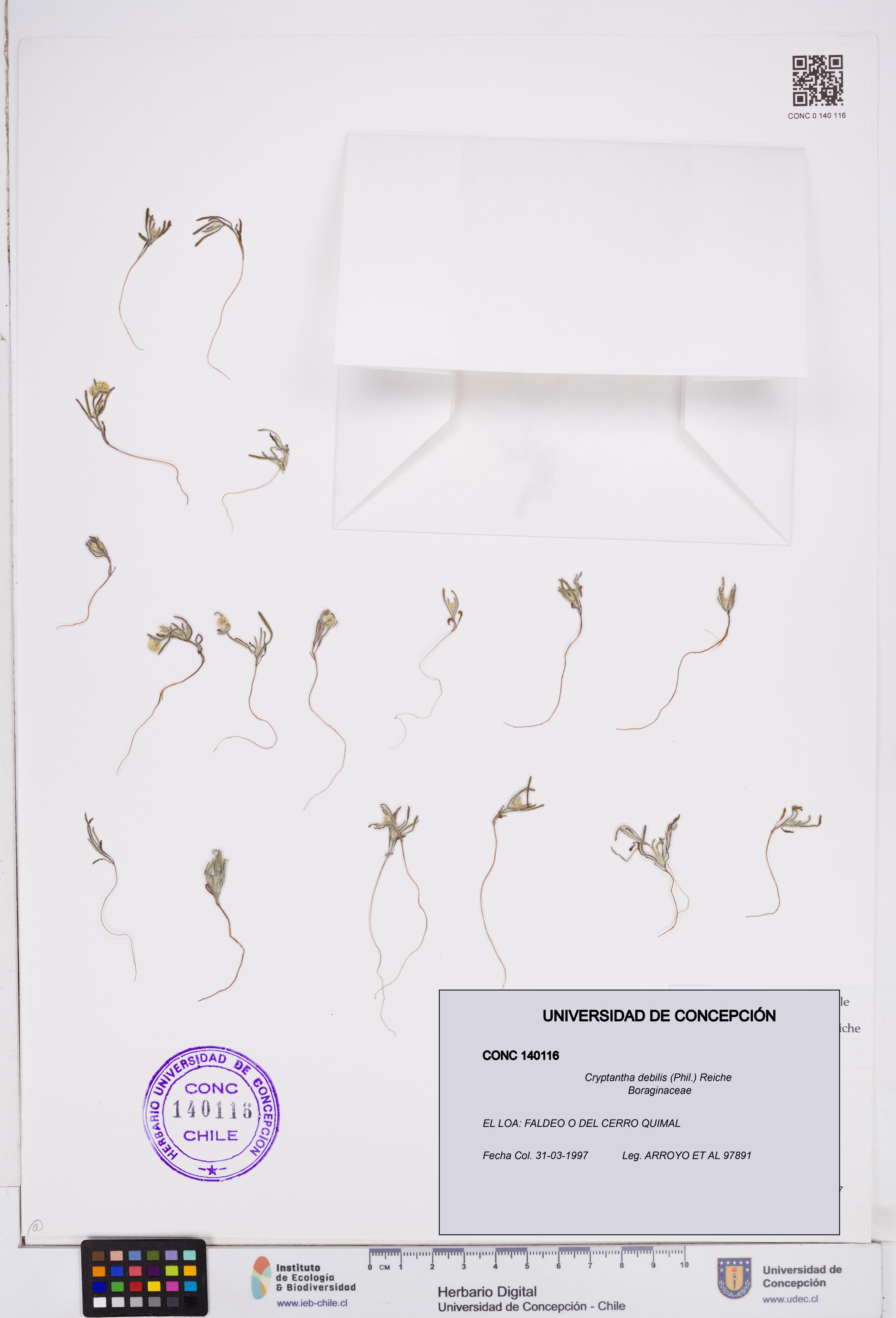 Cryptantha debilis [Espécimen: ]