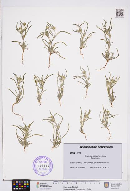 Cryptantha debilis [Espécimen: ]