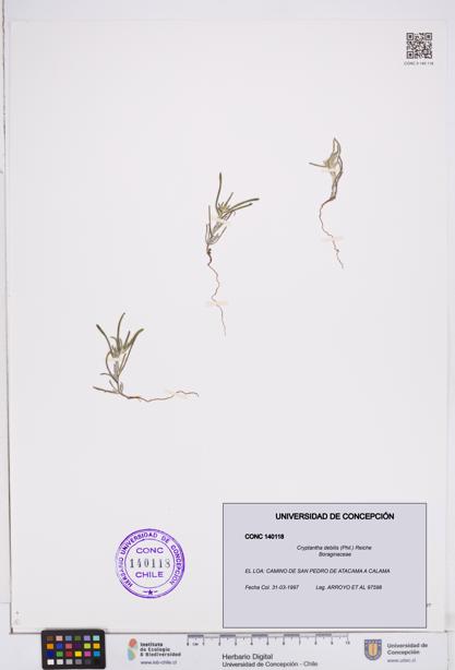 Cryptantha debilis [Espécimen: ]