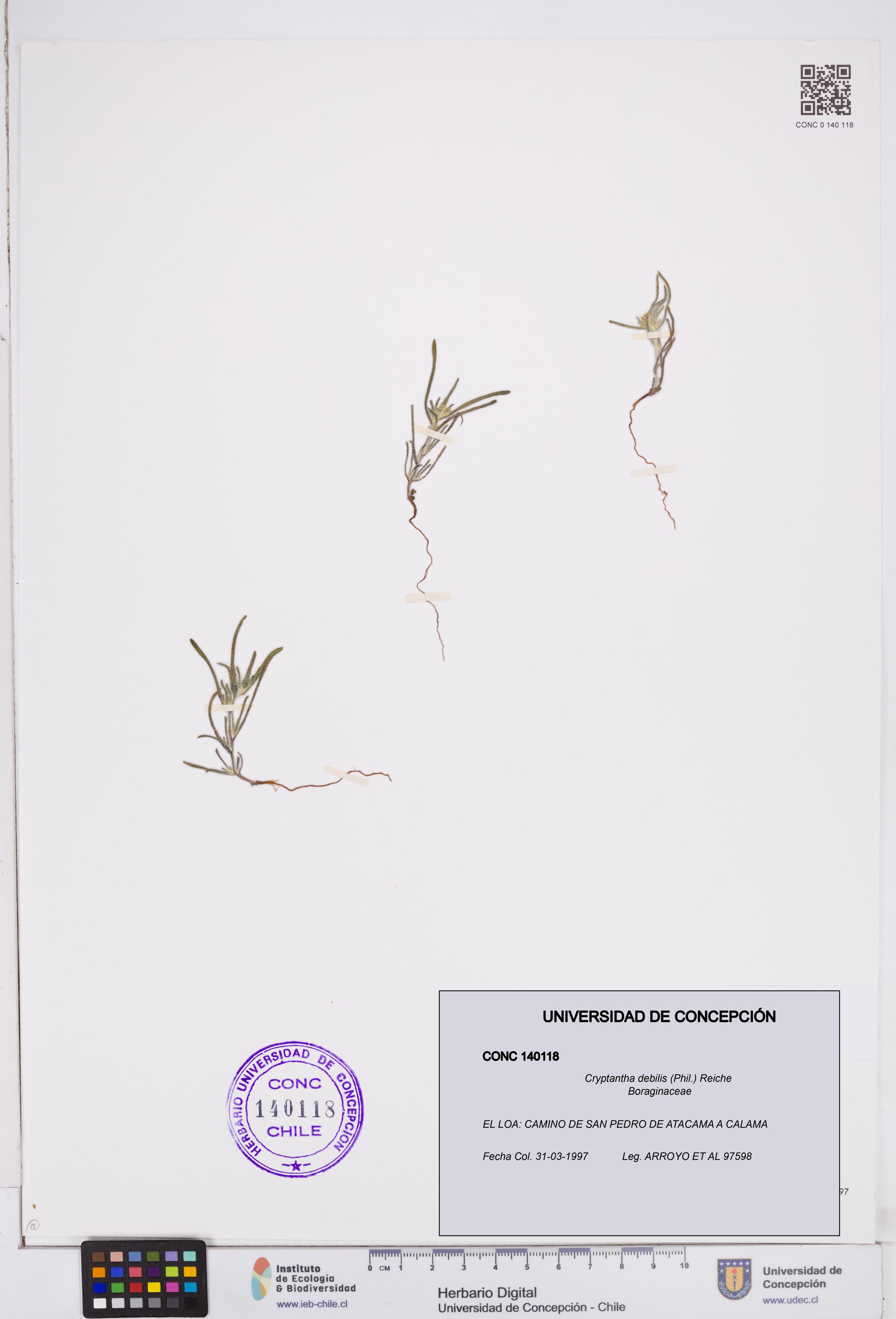 Cryptantha debilis [Espécimen: ]