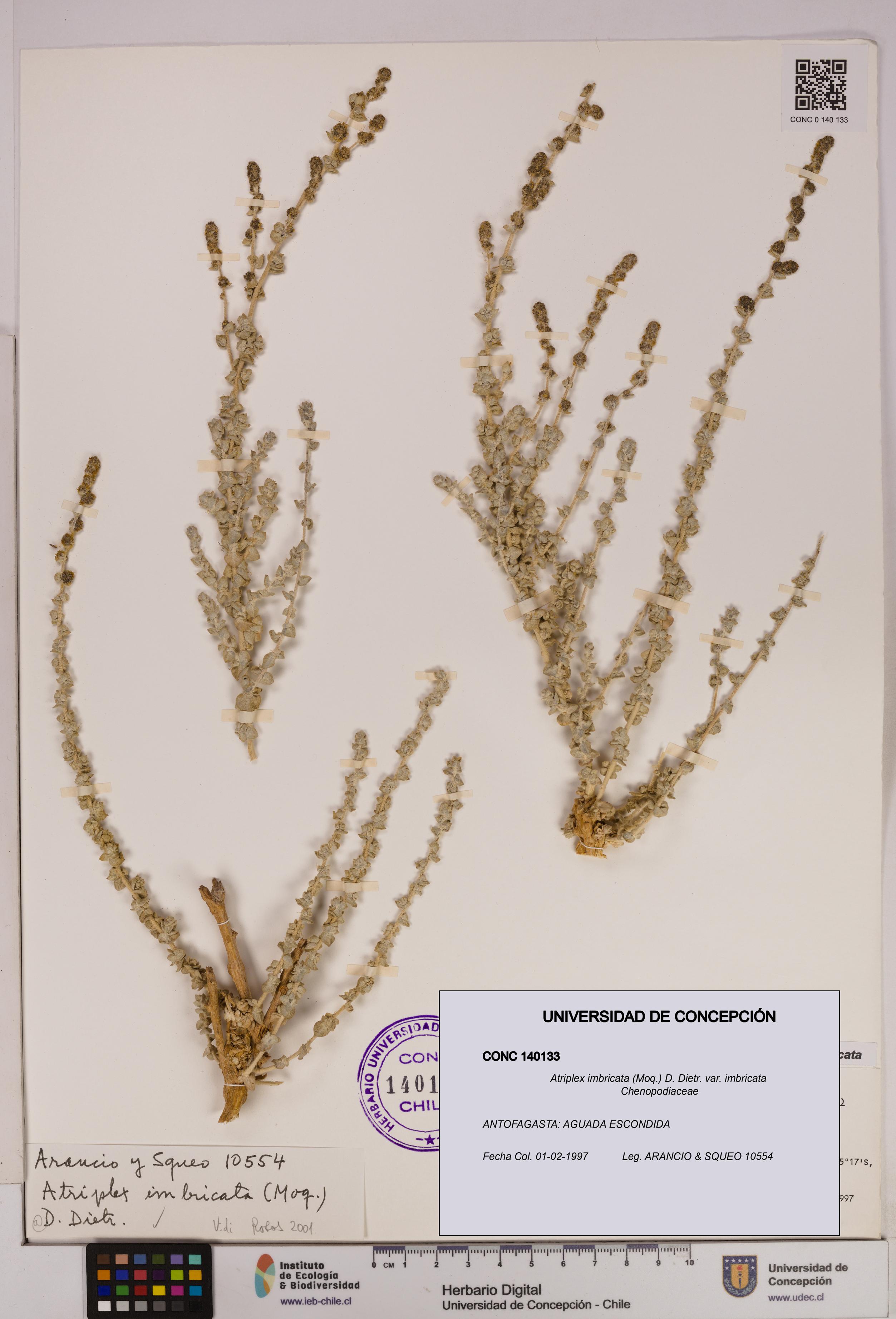 Atriplex imbricata [Espécimen: UDEC:CONC:0140133]