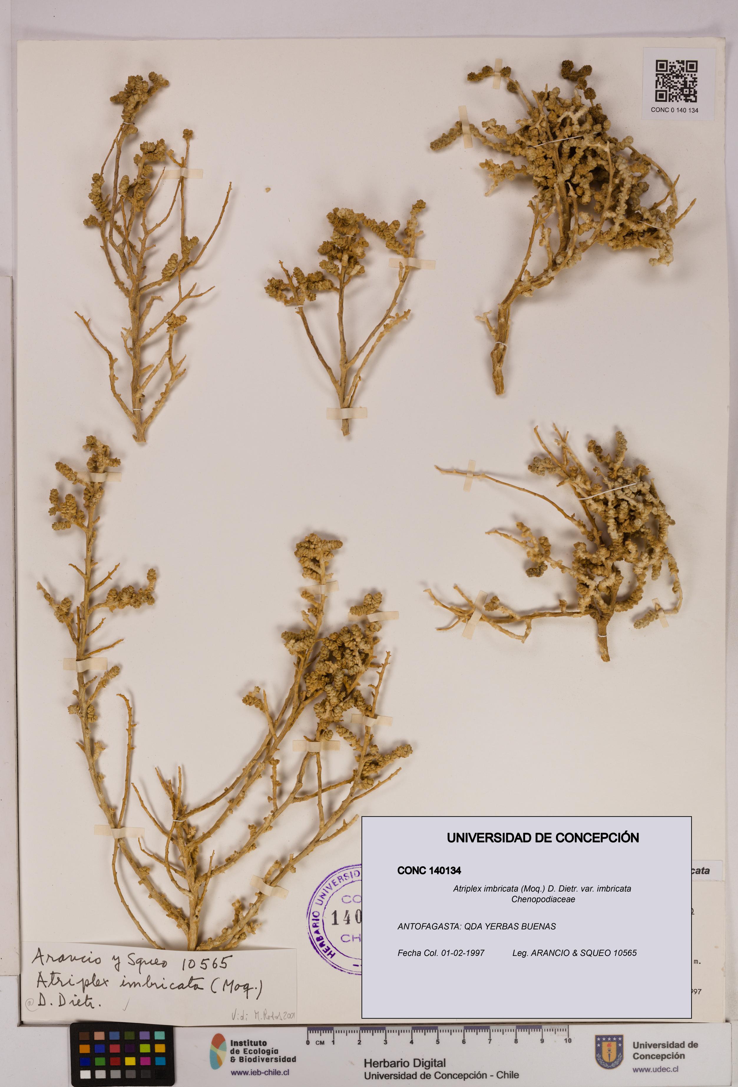 Atriplex imbricata [Espécimen: UDEC:CONC:0140134]