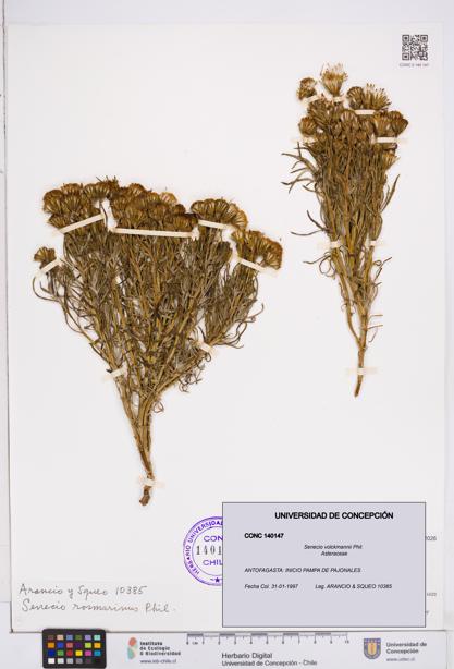 Senecio volckmannii [Espécimen: ]