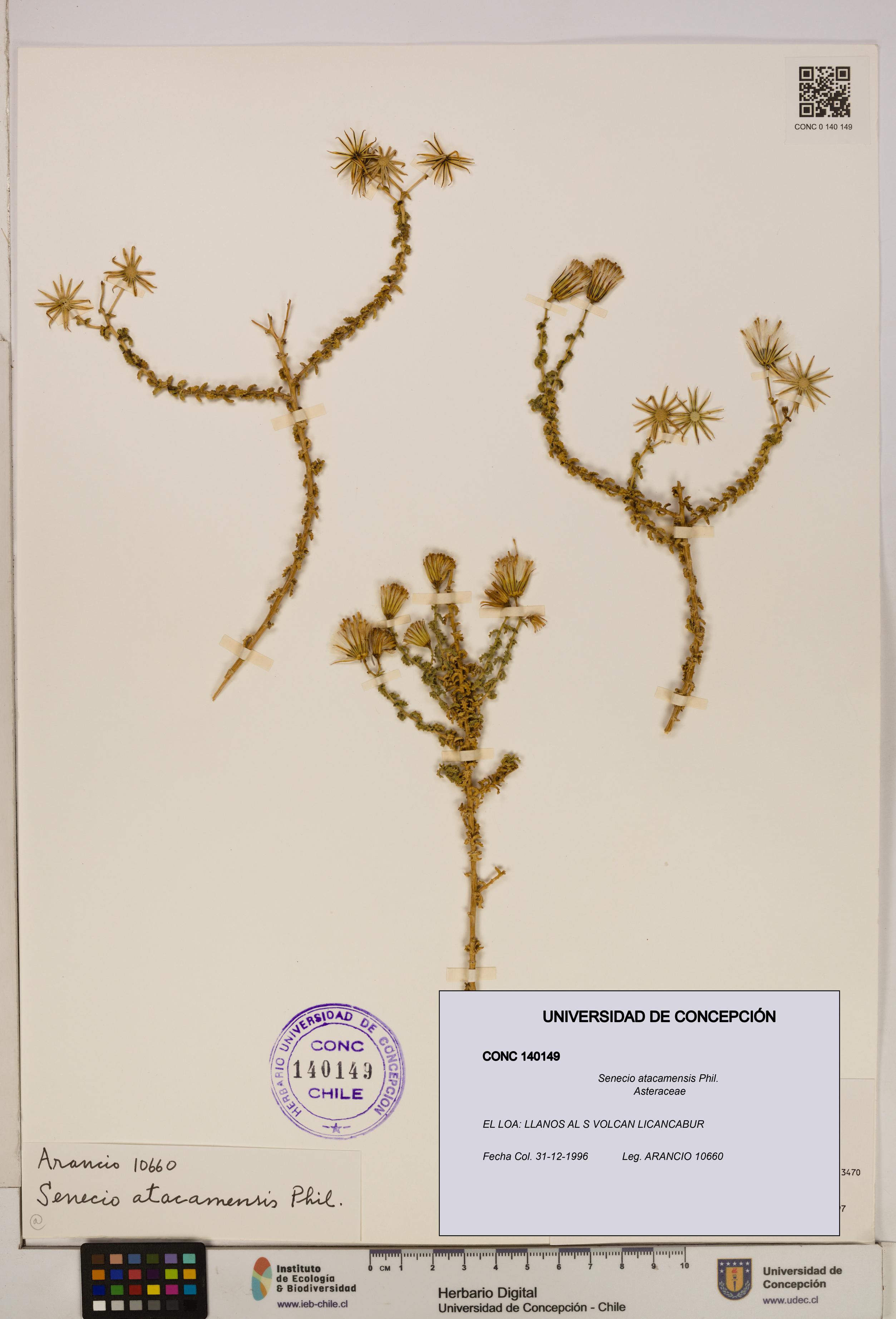 Senecio atacamensis [Espécimen: UDEC:CONC:0140149]