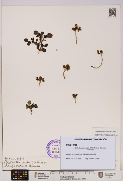 Cistanthe portulacifolia [Espécimen: UDEC:CONC:0140163]