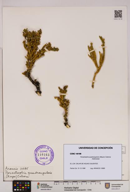 Parastrephia quadrangularis [Espécimen: UDEC:CONC:0140166]