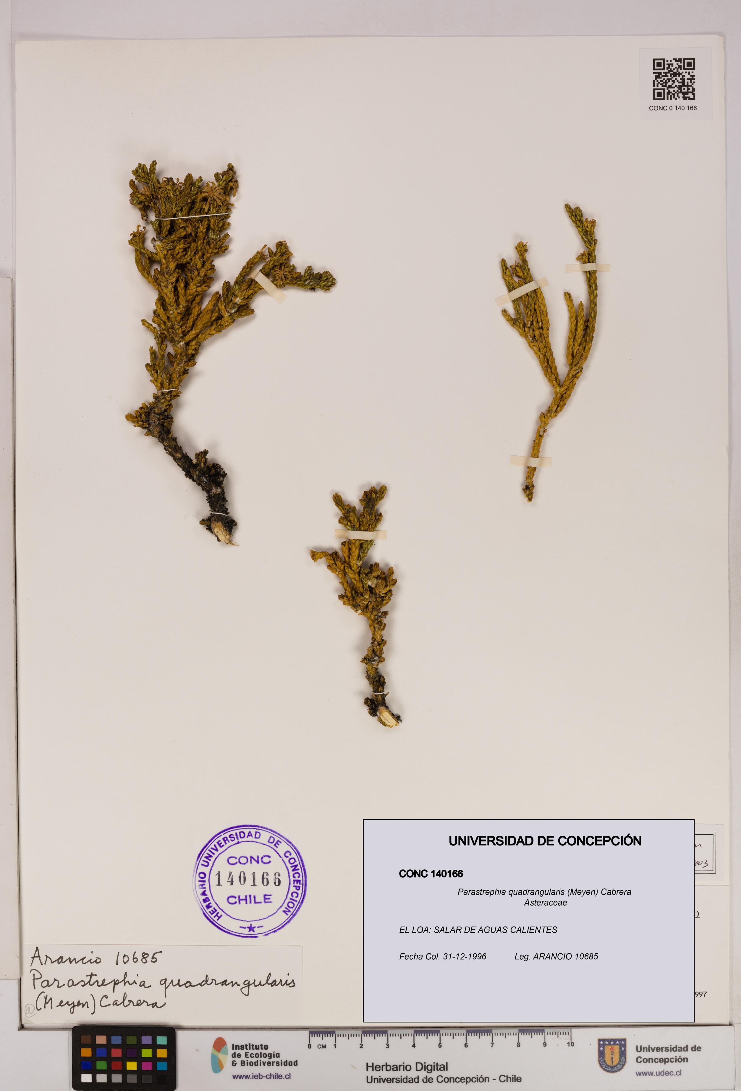 Parastrephia quadrangularis [Espécimen: UDEC:CONC:0140166]