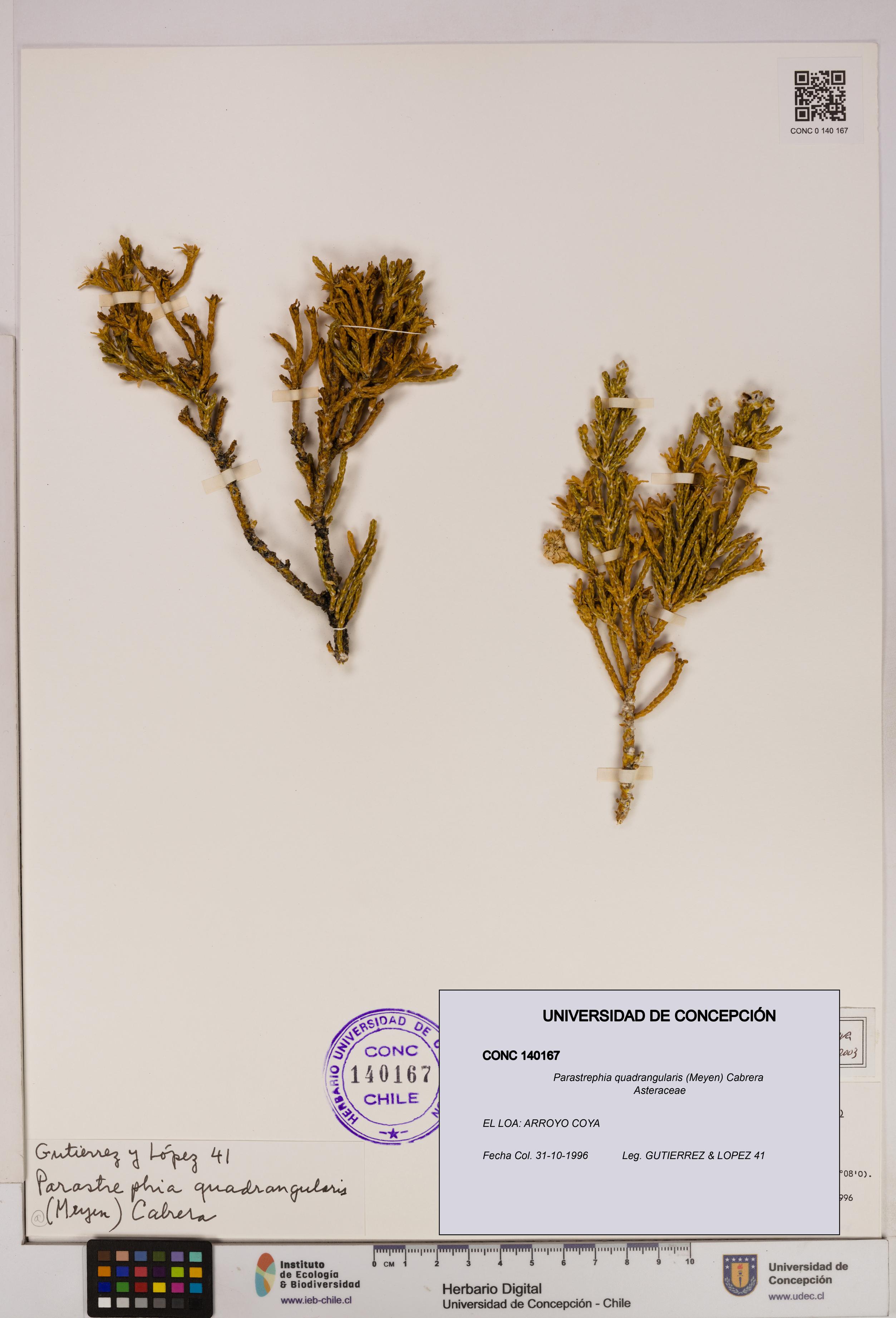 Parastrephia quadrangularis [Espécimen: UDEC:CONC:0140167]