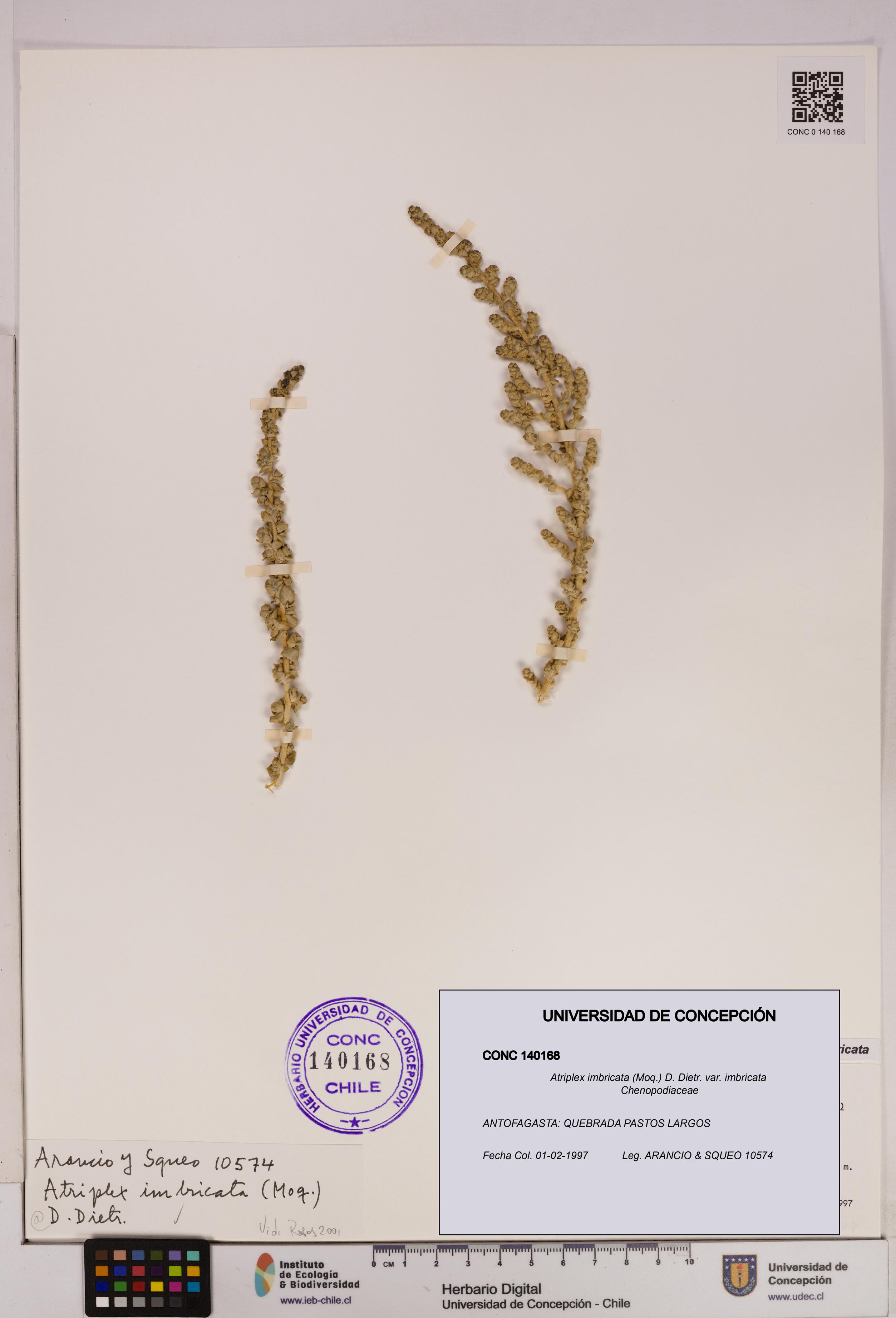 Atriplex imbricata [Espécimen: UDEC:CONC:0140168]