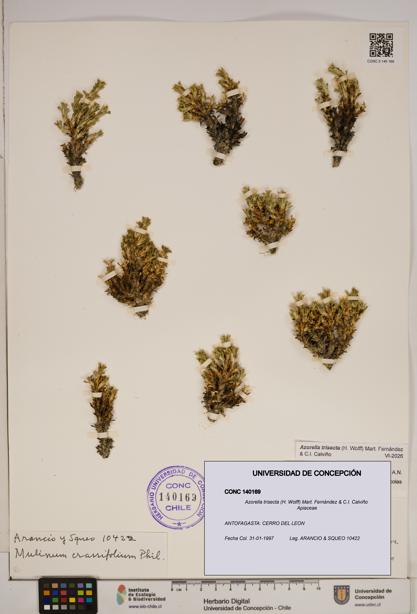 Azorella trisecta [Espécimen: ]