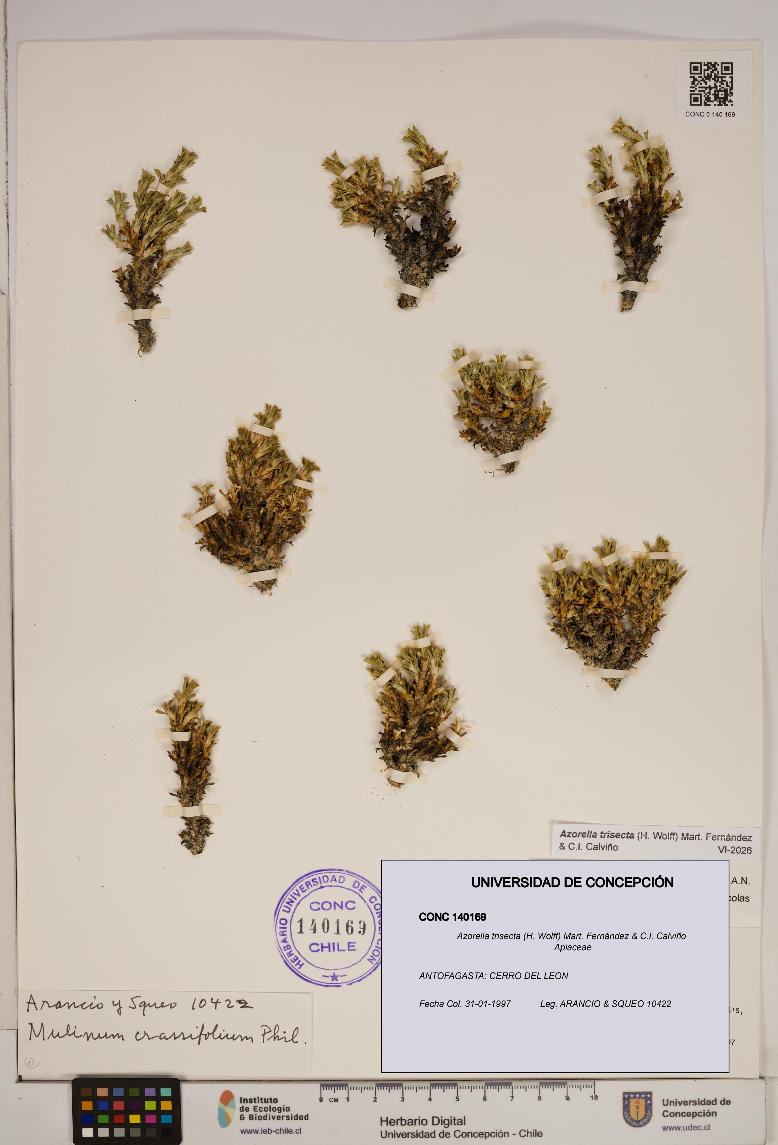 Azorella trisecta [Espécimen: ]