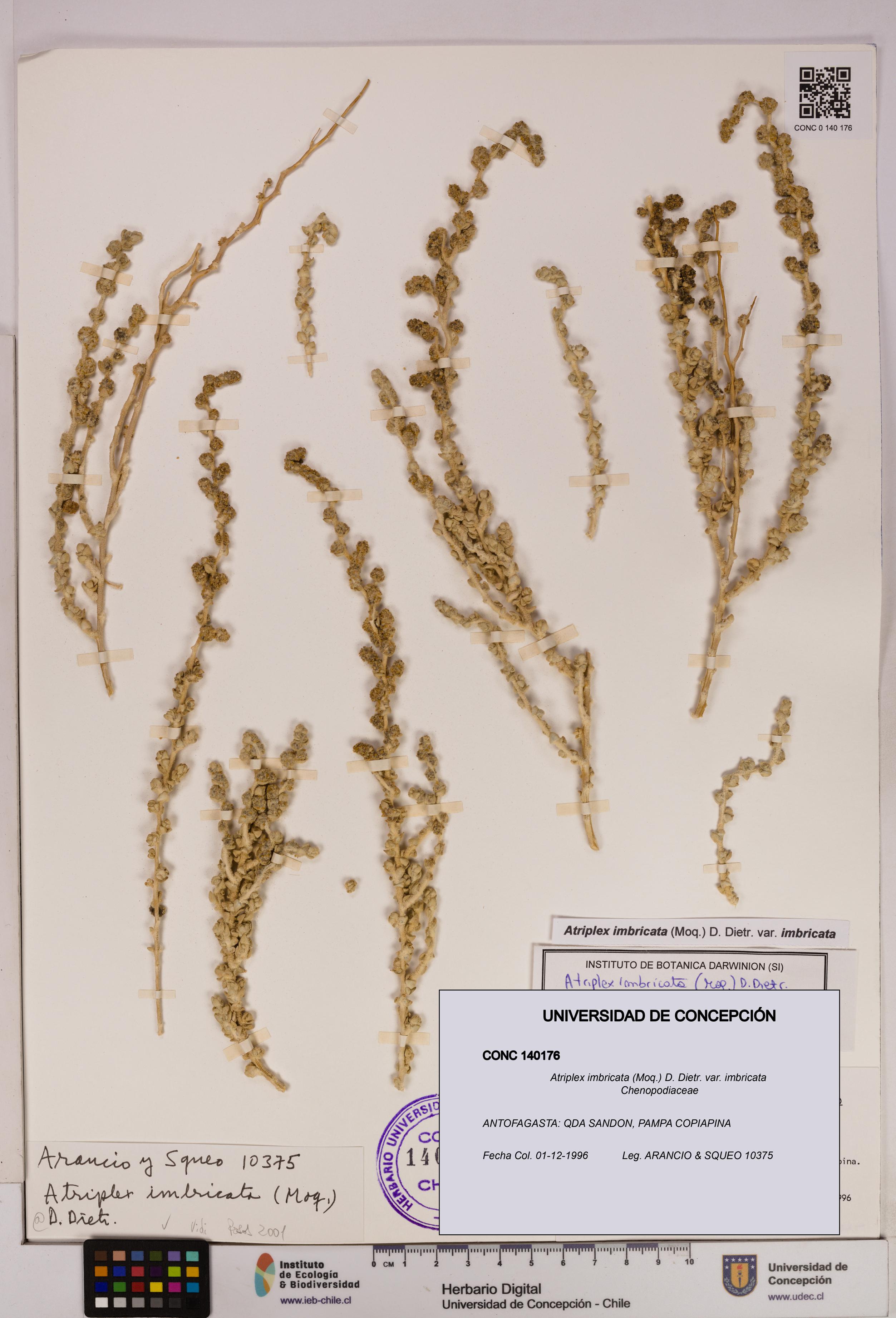 Atriplex imbricata [Espécimen: UDEC:CONC:0140176]