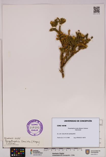 Parastrephia lucida [Espécimen: UDEC:CONC:0140195]
