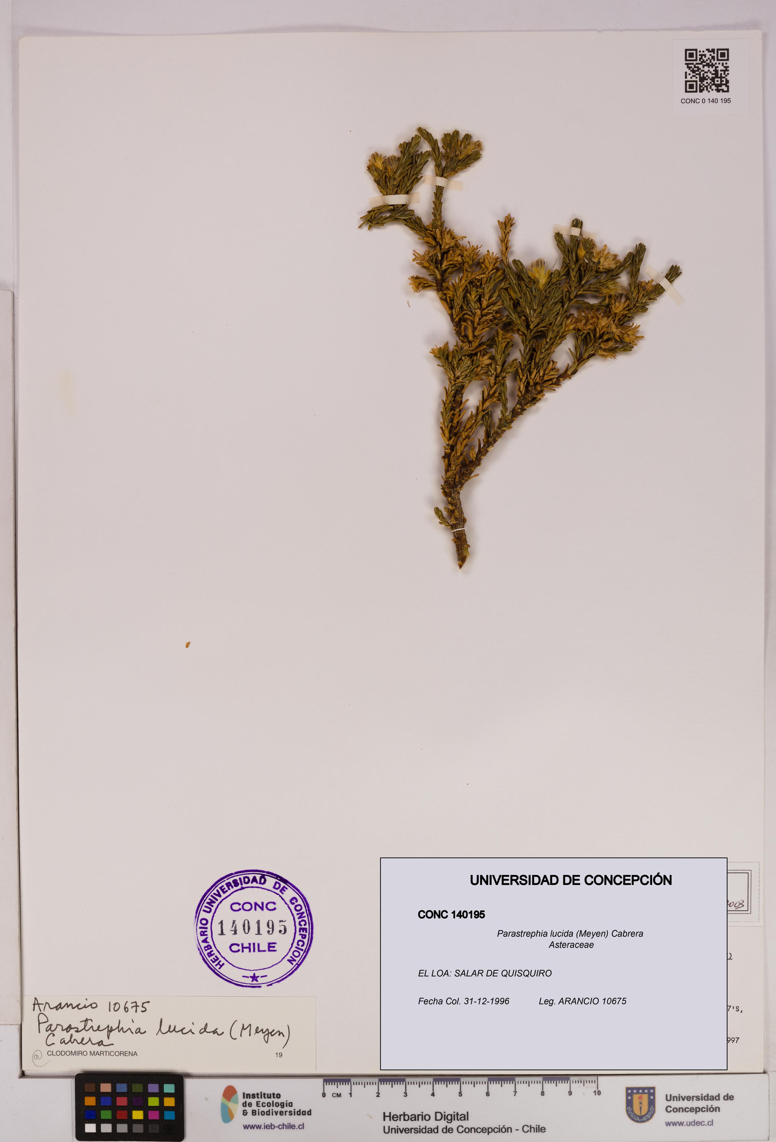 Parastrephia lucida [Espécimen: UDEC:CONC:0140195]