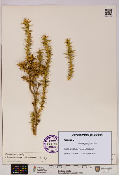 Chuquiraga atacamensis [Espécimen: UDEC:CONC:0140196]