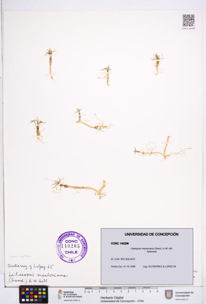 Lilaeopsis macloviana [Espécimen: ]