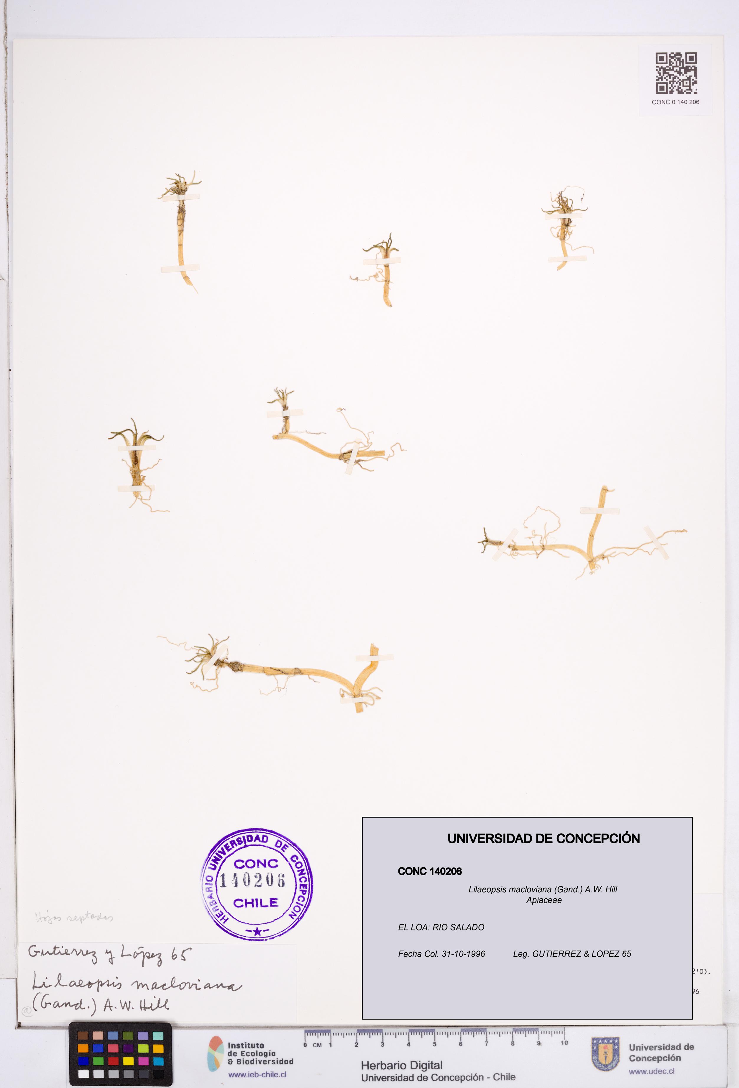 Lilaeopsis macloviana [Espécimen: ]