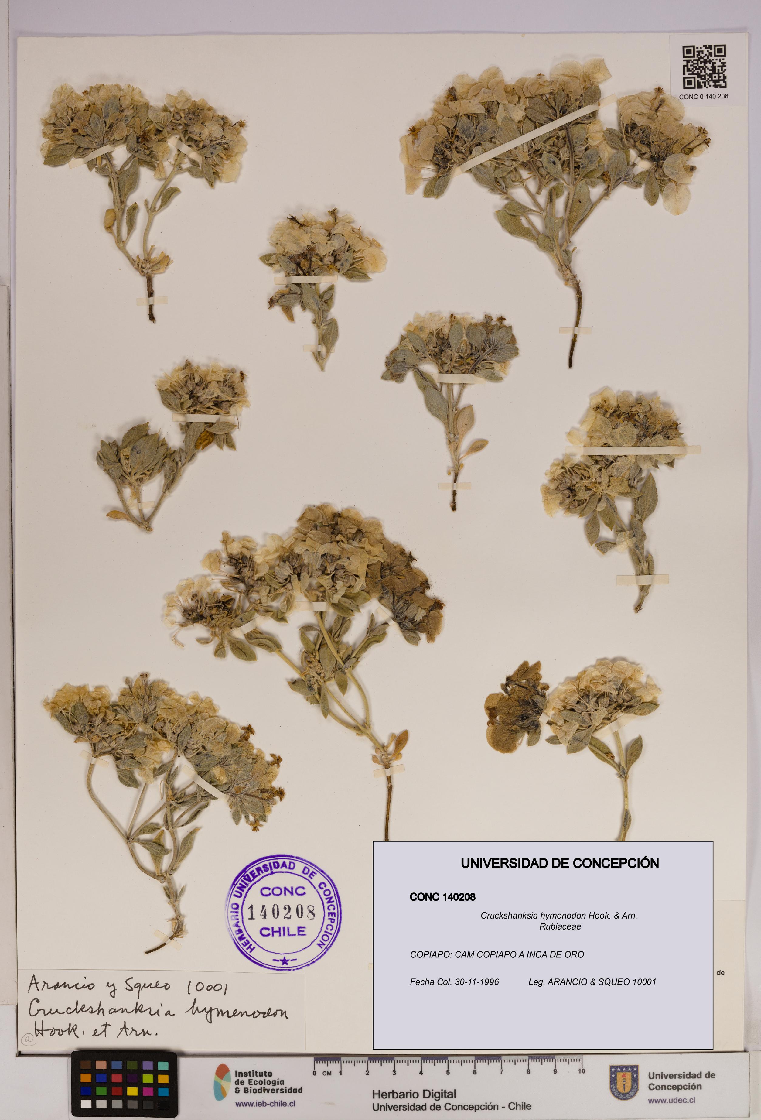 Cruckshanksia hymenodon [Espécimen: UDEC:CONC:0140208]