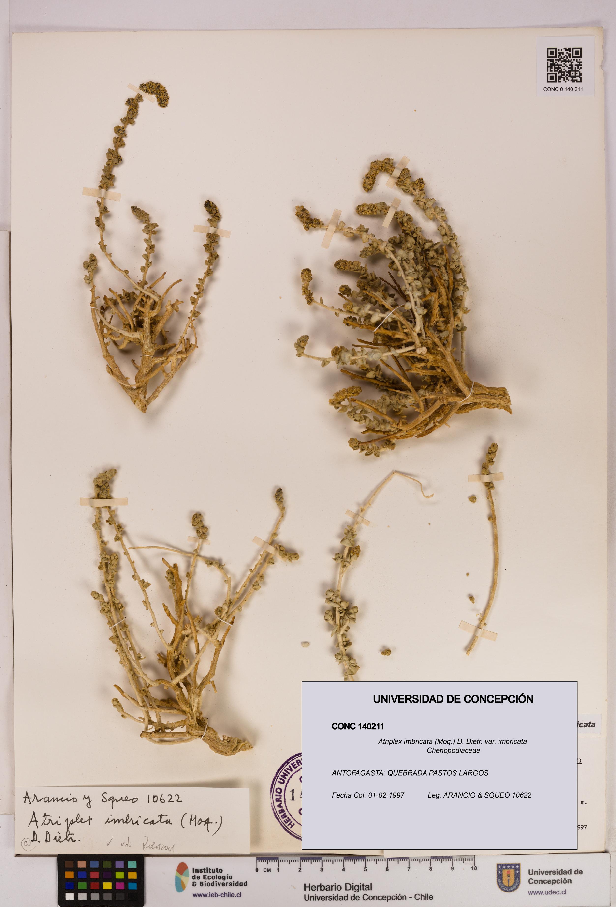 Atriplex imbricata [Espécimen: UDEC:CONC:0140211]