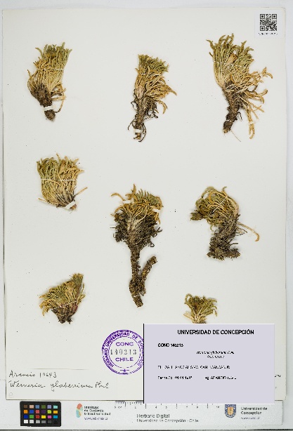 Werneria glaberrima [Espécimen: UDEC:CONC:0140213]