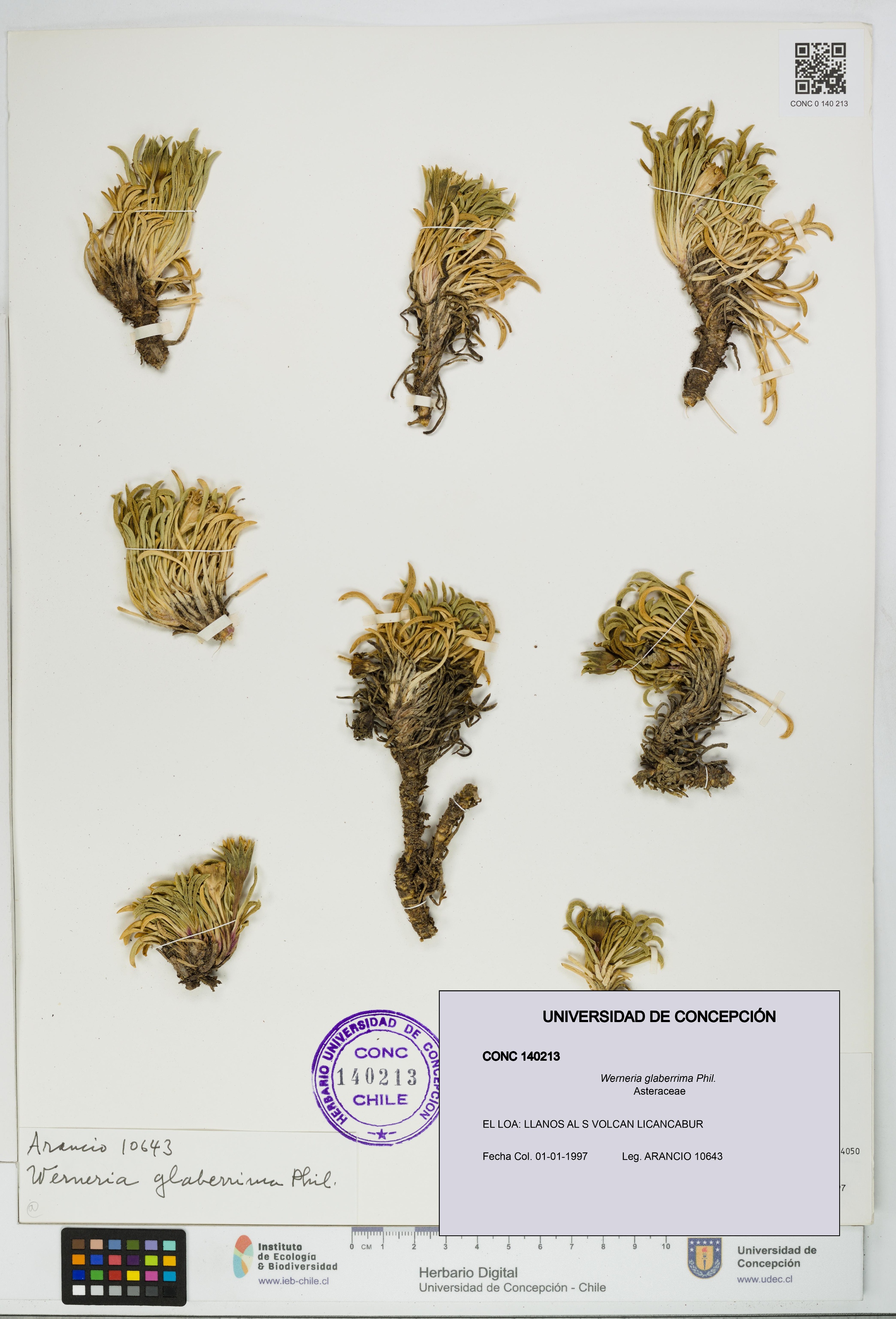 Werneria glaberrima [Espécimen: UDEC:CONC:0140213]