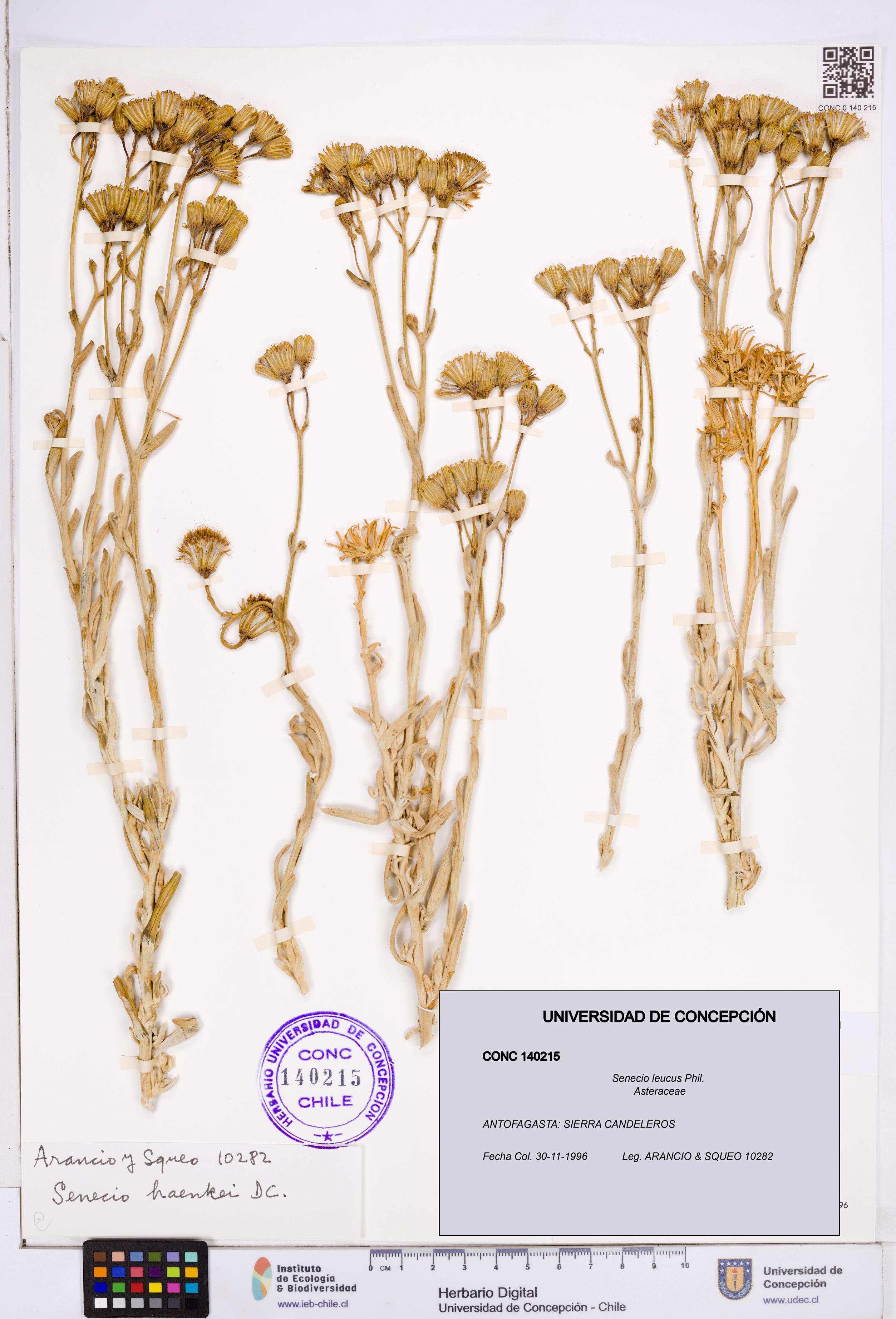 Senecio leucus [Espécimen: ]