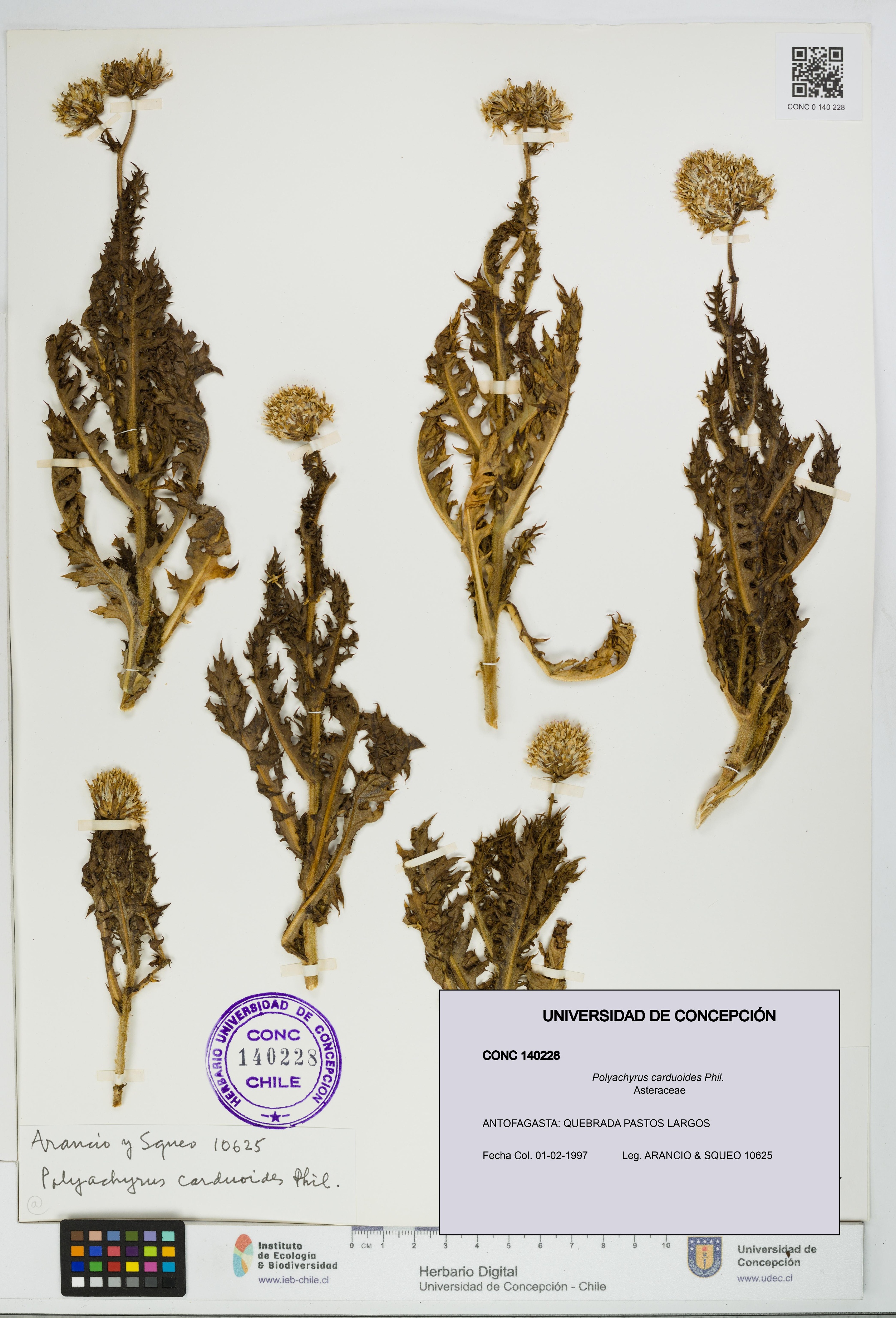 Polyachyrus carduoides [Espécimen: UDEC:CONC:0140228]