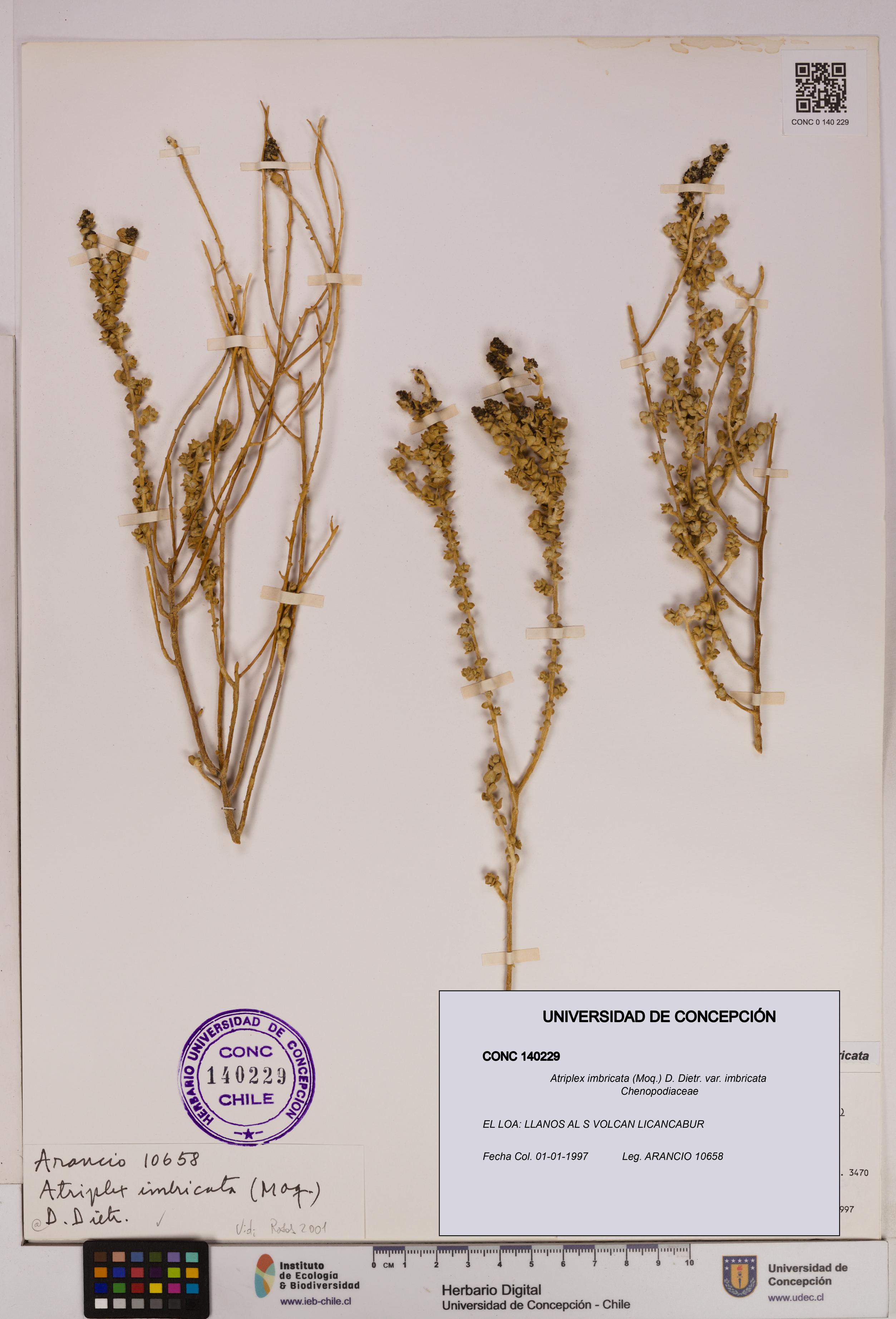 Atriplex imbricata [Espécimen: UDEC:CONC:0140229]