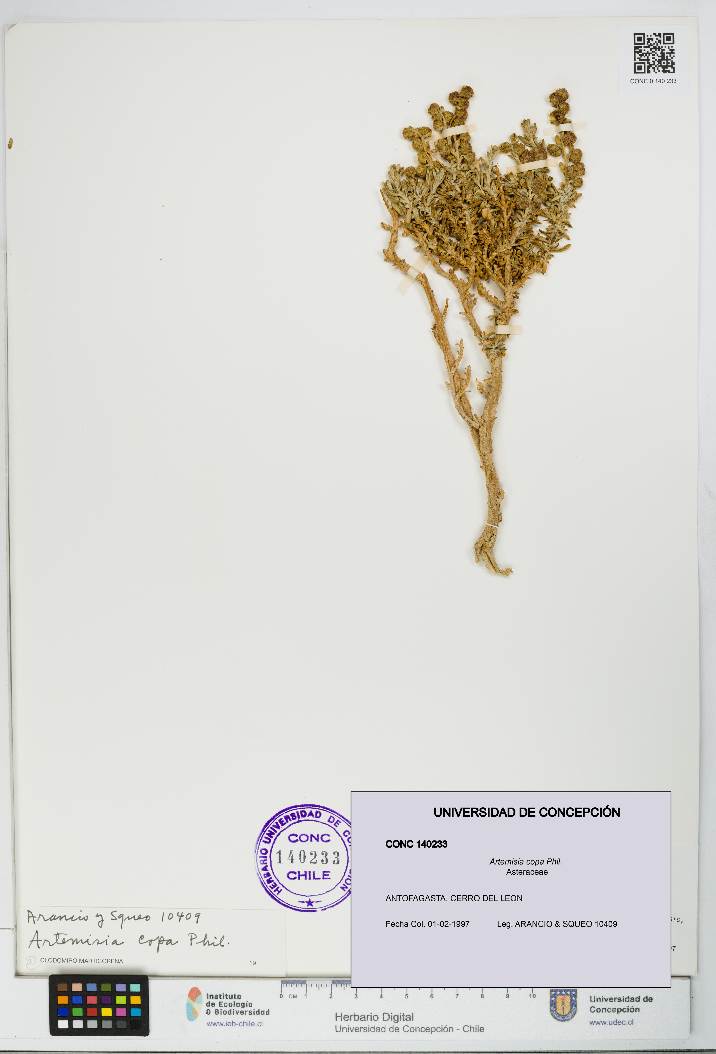 Artemisia copa [Espécimen: UDEC:CONC:0140233]