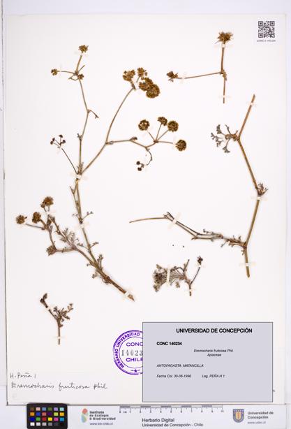 Eremocharis fruticosa [Espécimen: ]