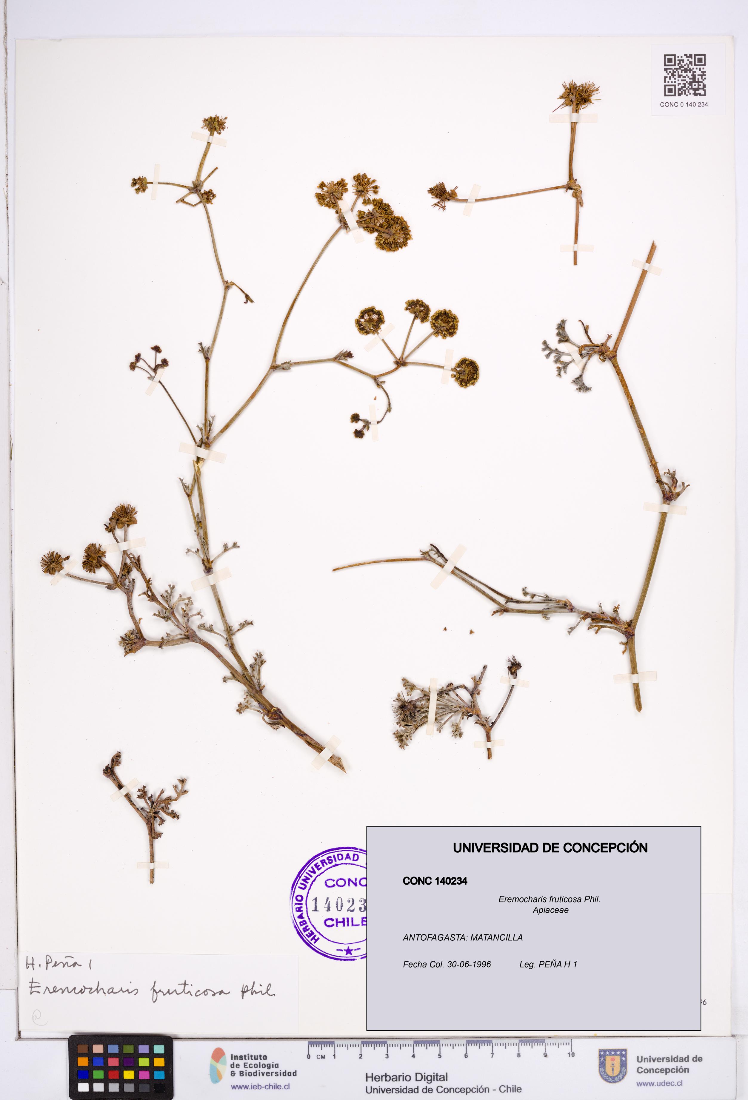 Eremocharis fruticosa [Espécimen: ]