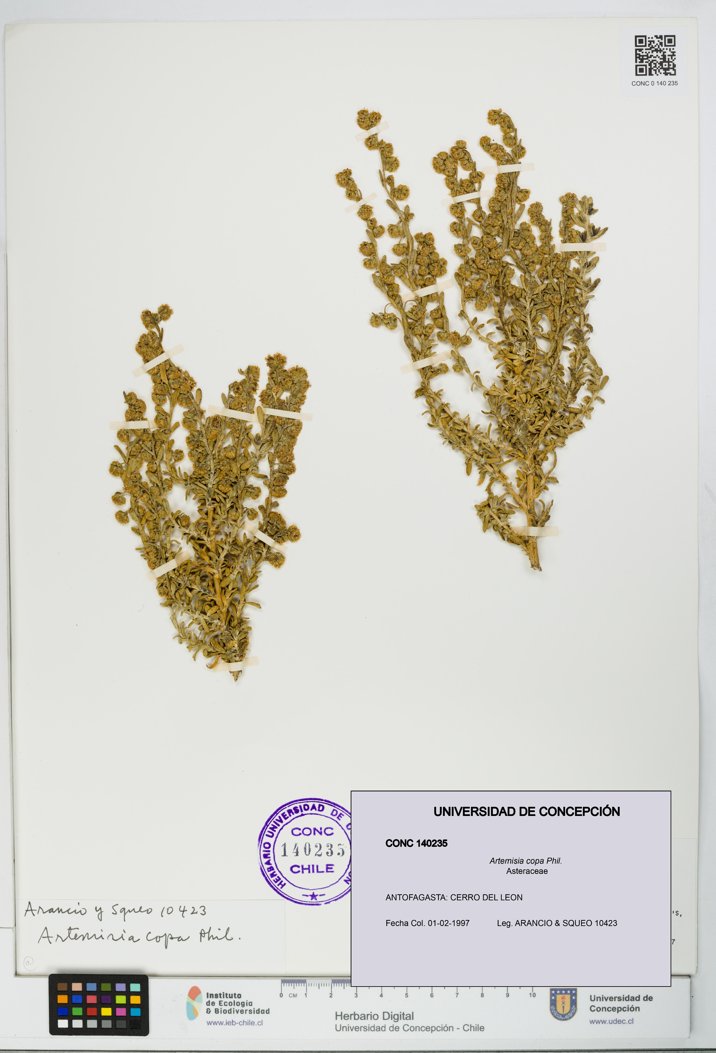 Artemisia copa [Espécimen: UDEC:CONC:0140235]