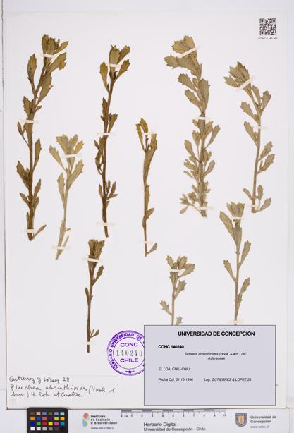 Tessaria absinthioides [Espécimen: ]