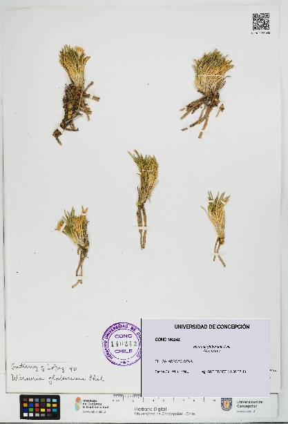 Werneria glaberrima [Espécimen: UDEC:CONC:0140242]